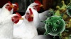 Управление ветеринарии Тюменской  области информирует о возникновении высокопатогенного гриппа птиц