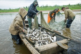 Продолжают действовать ограничения рыболовства на территории Ханты- Мансийского автономного округа - Югры